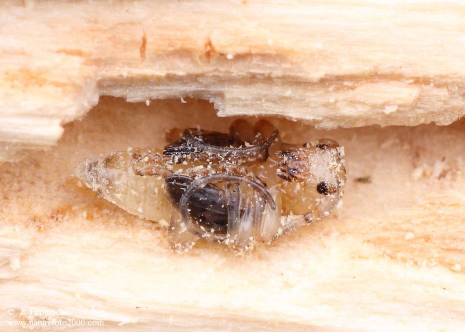tesařík přeslenový, Pogonocherus fasciculatus fasciculatus, Cerambycidae, Pogonocherini (Brouci, Coleoptera)